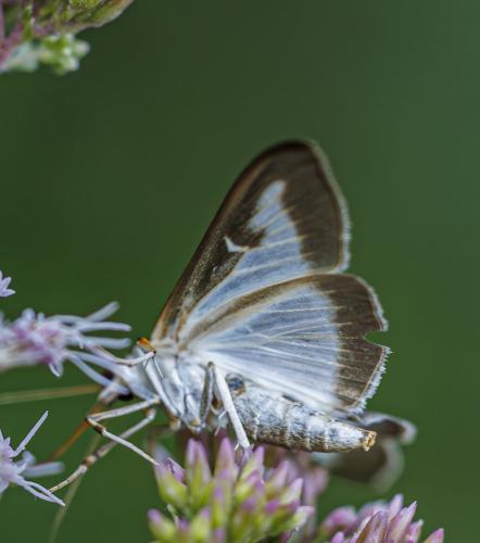 Réf. 347 928 : Cydalima perspectalis